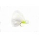 Lures Micro Cat Booby $2.50