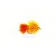 Lures Nugget Orange Blob $2.50