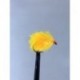 Blobs blushing sunburst jelly blob $2.50