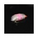 Blobs uv white with pink t 5 blob $2.50
