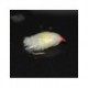 Blobs uv white with sunburst t 5 blob $2.50
