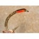 Buzzer Buzzer Ice BleuPearl $2.34