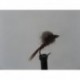 Nymphs claret emerger cdc $2.34
