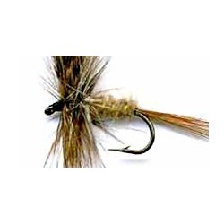 Dries march brown buton $2.50