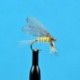 Dries Burnt Wing Pale Evening Dun $2.50