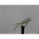 Dries white corixa foam $2.50