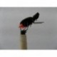 Terrestrials black orange butt foam beetle $3.00