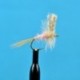 Dries Pink Cahill $2.50