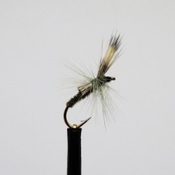 Dries ians straggler $2.50