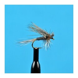 Dries Ugly Duckling Adams $2.50