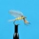 Dries Burnt Wing PMD $2.50