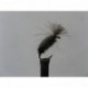 Dries beetle cdc $2.50