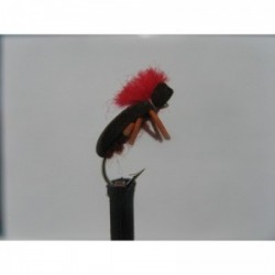 Dries brown foam beetle $2.50