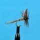 Dries Hares Ear Dry $2.34