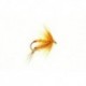 Dries Ginger $2.50