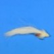 Streamers Rattlesnake  White $8.00