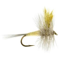 Dries Light hendrickson $2.50