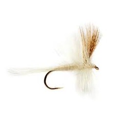 Dries Light cahill $2.50