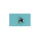 Tungsten Nymphs BL Tungsten CDC Red Butt $6.00