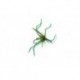 Special Dries rubber legs green and olive daddy goldhead $2.50