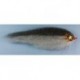 Pike MIRAGE FRY $6.80