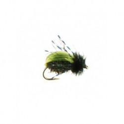 Terrestrials beetle kiwi $3.00