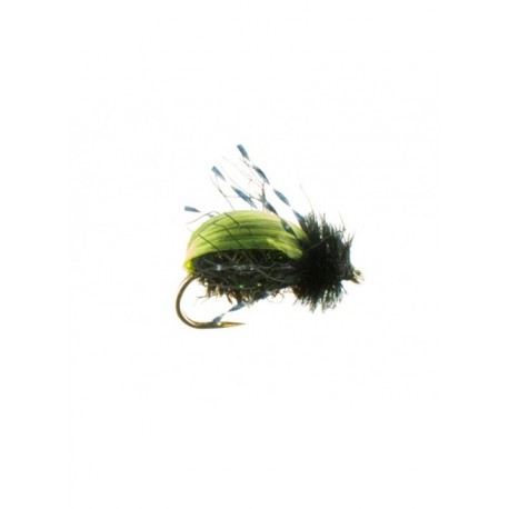 Terrestrials beetle kiwi $3.00