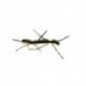 Terrestrials Chernobyl ant Tan Black $4.50