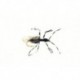 Terrestrials Flying Ant Black $3.00