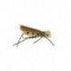 Terrestrials grand hopper cream $2.99