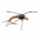 Tungsten Nymphs TG Epoxy Back Copper Stone $3.00