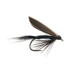 Wets black gnat $2.50