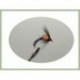 Wets Duck Fly Hackled $2.50
