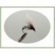 Wets Duck Fly Winged $2.50