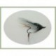 Salmon Singles Mocs Cert $6.00