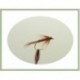 Wets Pheasant Tail Wet Fly $2.50