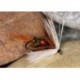 Wets RoyalCoachman $2.34