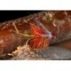Wets GoldenOrangeBumble $2.34