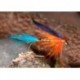 Wets ButcherKingfisher $2.34