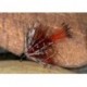 Wets ClarBogFlyBum $2.34