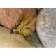 Wets LemonGreyBum $2.34