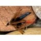 Wets HaulyGwentRedTail $2.34