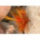Wets OrangeOliveBumble $2.34