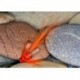 Tubes Orange Ally BB $6.80