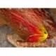 Tubes Red Flame thrower $6.80