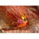 Tubes Keachie Krill $6.80